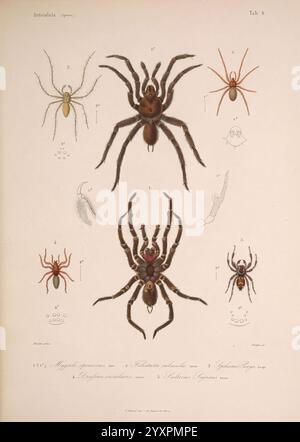 Histoire physique, politique et naturelle de l'ile de Cuba: Atlas: Insects Paris, A. Bertrand, 1838-1857, botany, Cuba, description and travel, natural history, Araneae, taxonomy: family = Theraphosidae, taxonomy: family = Salticidae, Citharacanthus spinicrus, Phidippus regius, Salticus sagraeus, taxonomy: family = Oxyopidae, Peucetia viridans, Filistata hibernalis, Arthropoda, arthropod, Teminius insularis, Drassus, insularis, Mygale spinicrus, Filistata cubaecola, Sphasus poeyi, Regal jumping spider, spiders, arachnids, arachnology, entomology, Ramón de la Sagra, artist VZQ9888095, tarantula Stock Photo