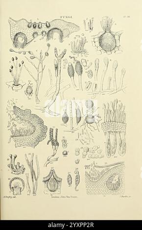 The micrographic dictionary, London, J. Van Voorst, 1883, dictionaries, microscopes, microscopy, natural history, An intricate illustration depicting various species of fungi, showcasing a diverse array of forms and structures. The arrangement includes spore-bearing bodies, hyphal structures, and reproductive elements that highlight the complexity of fungal biology. Each labeled figure presents unique characteristics, such as fruiting bodies, spores, and mycelial components, contributing to the study of mycology. The detailed representations serve as a scientific reference for identifying and Stock Photo