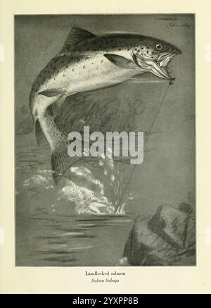 Fisherman's lures, game-fish food, New York, C. Scribner's Sons, 1920, food, fishing, fishes, A salmon leaps out of the water, its mouth wide open in mid-air, showcasing its powerful physique as it attempts to escape from a fishing line. The scene captures the dynamic moment of struggle, with water splashing around the fish and rocky terrain partially visible at the water's edge. Below the striking illustration, the scientific name for the species, ''Salmo salar, ' is elegantly inscribed, emphasizing the natural beauty and significance of this fish. Stock Photo