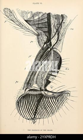 The anatomy, physiology, morphology and development of the blow-fly (Calliphora erythrocephala). London, Published for the author by R. H. Porter, 1890-95, Blowflies, Woodshole, Featuring a highly detailed illustration of the anatomical structure of an insect's mouthparts, this representation highlights various components such as the mandibles, maxillae, and labium. Each part is meticulously labeled with letters indicating their specific names or functions, offering insights into the complex morphology of the insect. The illustration reveals textures and patterns, showcasing the intricate desi Stock Photo