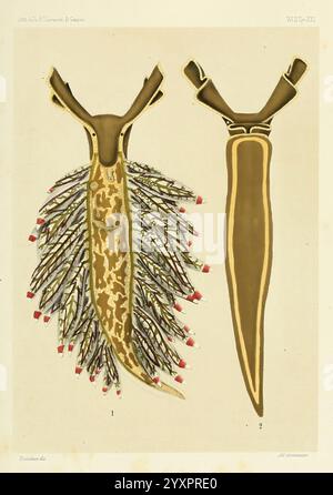 Æolididae e famiglie affini del porto di Genova Bologna Tipi Gamberini e Parmeggiani 1877-1881 Italy Genoa Mollusks Olividae, This depiction presents two distinct forms of marine life, highlighted for their unique anatomical features. The piece on the left showcases an intricately designed sea slug, characterized by a rich pattern of browns and yellows, adorned with numerous frilly appendages that display vibrant red tips. This elaborate structure, known as cerata, plays a role in respiration and defense. Stock Photo