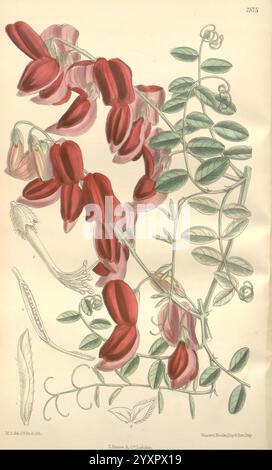 Curtis's Botanical Magazine London New York Botanical Illustration Botany Periodicals Pictorial Works Plants Ornamental Matilda Smith Lathyrus Splendens Pride of California Southern California California United States of America Women in Science Matilda Smith, The illustration features a cluster of vivid red flowers, characterized by their elongated petals that create a striking visual display. The plant exhibits a twisting, vine-like stem adorned with delicate, compound leaves that alternate along its length. In addition to the prominent blooms, the artwork includes a depiction of seed pods a Stock Photo