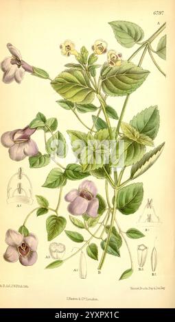A further study on plants in the Monadelphia class, illustrated in ...