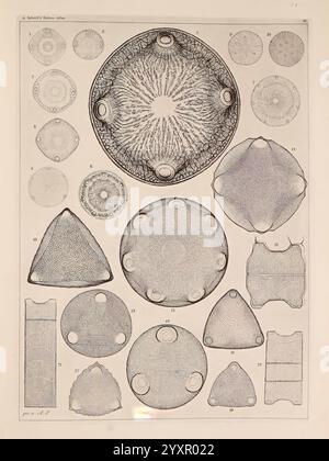 Atlas der Diatomaceen-Kunde, Leipzig, O.R. Reisland, 1874-19, atlases, bacillariophyceae, A collection of various microscopic organisms and structures intricately illustrated on a single sheet. The arrangement includes circular, triangular, and irregular shapes, showcasing a variety of textures and patterns. Each figure is numbered for reference, highlighting the diversity of forms found in different species. The intricate details emphasize the beauty and complexity of microscopic life, offering a scientific exploration of these often-overlooked entities. Stock Photo