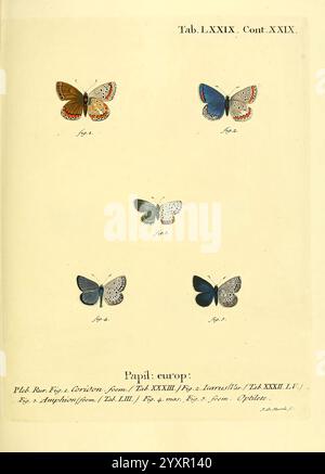 Die Schmetterlinge in Abbildungen nach der Natur, v.1 plates, Leipzig, T.O. Weigel, 1829-1839, butterflies, Europe, Lepidoptera, pictorial works, The illustration features a collection of five intricately detailed butterflies, arranged in a systematic display. The top row showcases two butterflies with strikingly different wing patterns and colors: one exhibits earthy tones with rich browns and vibrant oranges, while the other displays a deep blue hue adorned with delicate white accents. Below them, three more butterflies present varying shades of blue and gray, emphasizing their unique charac Stock Photo