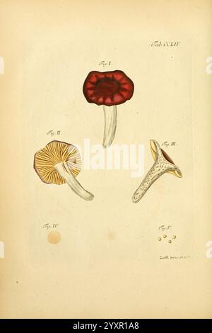 Fungorum qui in Bavaria et Palatinatu circa Ratisbonam nascuntur icones, nativis coloribus expressae, Erlangae, Apud J.J. Palmium, 1800, Germany, Bavaria, Fungi, Pictorial Works, The composition features a series of intricately illustrated mushrooms, each showcasing distinct characteristics and details. The first specimen, positioned on the left, boasts a vividly colored cap adorned with deep red hues and a textured edge, supported by a slender white stalk. The middle mushroom presents a contrasting appearance with a yellow-brown cap that is lined with delicate gills, suggesting a robust funga Stock Photo