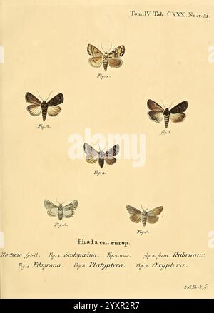 This collection of exotic butterflies and moths showcases various ...