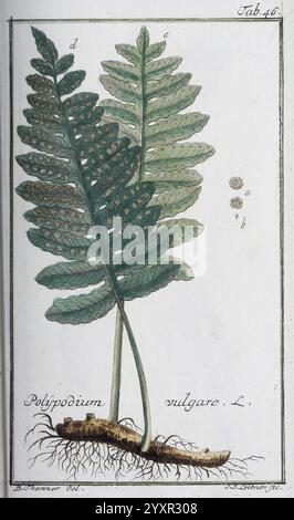 Icones Plantarum Medicinalium, Nürnberg, auf Kosten der Raspischen Buchhandlung, 1779-1790, botany, medical, pictorial works, An illustration showcasing the Polypodium vulgare, commonly known as the common Polypody fern. The detailed rendering highlights two fronds, each segmented with distinct lobes, displaying a variety of leaf textures. The underside of the fronds reveals clusters of sori, which contain the sporangia necessary for reproduction. The plant's root system is also visible, illustrating its connection to the soil. The scientific name is elegantly inscribed at the bottom, alongsid Stock Photo