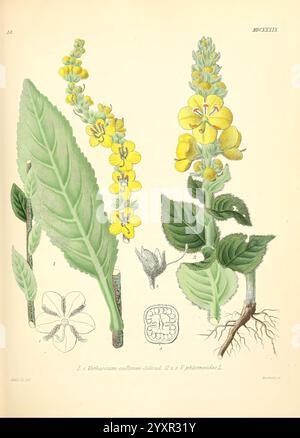This image features Verbascum thapsus, commonly known as Great Mullein ...
