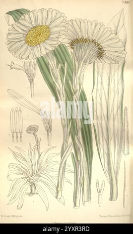 Curtis's botanical magazine, London, New York, botanical illustration, botany, periodicals, pictorial works, plants ornamental, Matilda Smith, New Zealand, Celmisia munroi, rock cotton plant, South Island, NZ species, women in science, Matilda Smith, A botanical illustration features two large daisy-like flowers with prominent white petals and a bright yellow center, standing tall on slender green stems. Surrounding the main flowers are several additional floral components, including smaller buds and a detailed representation of the plant's leaves, which showcase distinct linear patterns. The Stock Photo