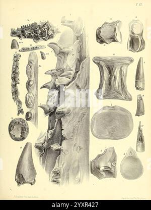 A monograph on the fossil Reptilia of the Cretaceous formations, London, Printed for the Palæontographical society, 1851-64, Great Britain, paleontology, Cretaceous, reptiles, fossil, fossil stories, A collection of detailed illustrations showcasing various anatomical and paleontological specimens. The arrangement includes Stock Photo