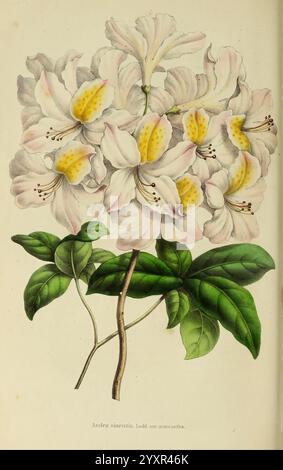 Annales de la Société royale d'agriculture et de botanique de Gand, Gand, Société royale d'agriculture et de botanique, 1845-1849, botany, horticulture, societies, flowers, azaleas, inensis, A stunning botanical illustration showcasing a cluster of delicate white flowers with soft yellow accents in the center. The blossoms are surrounded by lush green leaves, which add vibrancy and contrast to the composition. Each petal is intricately detailed, highlighting the natural beauty and texture of the flowers, while the overall arrangement conveys a sense of elegance and grace. The illustration is l Stock Photo