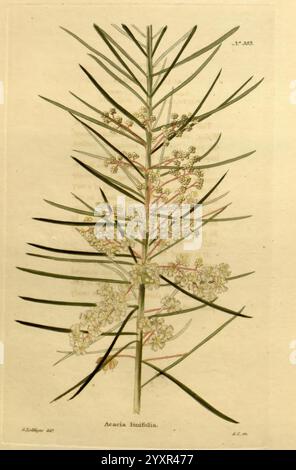 The, Botanical, Cabinet, London, John, Arthur, Arch, 1817-1833, This artwork depicts the intricate foliage and delicate flowers of the Acacia binifolia plant. The slender, elongated leaves exhibit a feathery texture, arranged in a striking pattern along the stem. Tiny white flowers cluster in groups, showcasing their distinctive shape and contributing to the overall elegance of the composition. The attention to detail highlights the natural beauty of this species, capturing the essence of its botanical features in a visually appealing manner. Stock Photo