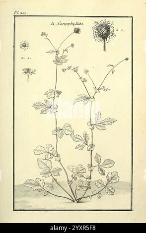 Two detailed botanical illustrations depict the leaves and flowers of ...