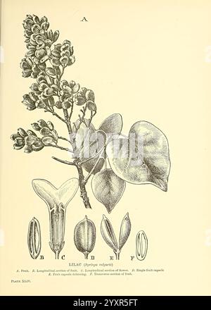 This illustration provides a longitudinal section of a plant flower ...