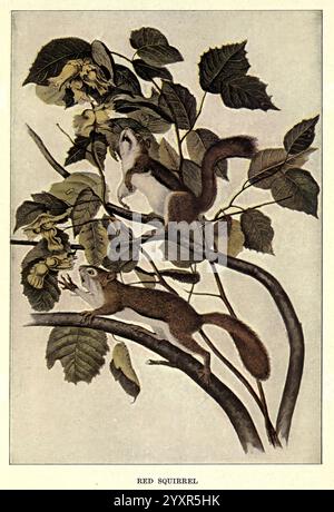 Squirrels and other fur-bearers, Boston, Houghton Mifflin company, c1909, Mammals, American red squirrel, Animal behavior Taxonomy: Family = Sciuridae, Tamiasciurus hudsonicus,, The illustration depicts two red squirrels playfully interacting amidst a backdrop of lush green leaves. One squirrel is perched on a branch, engaging curiously with its surroundings, while the other is climbing upwards, showcasing its agile nature. The intricate detailing of the leaves and the texture of the squirrels' fur highlights the beauty of these small mammals in their natural habitat. The title ''Red Squirrel' Stock Photo