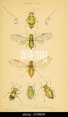 Monograph of the British aphids London, 1876-83. Aphids Great Britain ...
