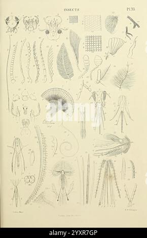 The micrographic dictionary, London, J. Van Voorst, 1883, dictionaries, microscopes, microscopy, natural history,, The illustration features a detailed array of insect anatomy and morphological structures, showcasing various forms and characteristics of different insect species. Divided into sections, it highlights specific features such as antennae, mouthparts, and wing structures. Each illustration is meticulously labeled with corresponding numbers, indicating the parts being highlighted. The collection reflects the diversity of insect forms, emphasizing differences in textures and shapes, a Stock Photo