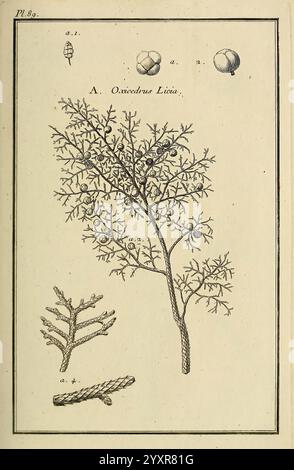 Les figures des plantes et animaux d'usage en medicine, Paris, Desprez, 1764-1765, materia, medica, pictorial, works, The illustration showcases a detailed botanical representation of the species Oxydendrum arboreum. At the top are three labeled circular structures, likely depicting the fruit or seeds of the plant. Below, a central, intricate branch is illustrated, featuring fine, delicate foliage characterized by its needle-like leaves. Flanking this central figure are smaller sketches of branch fragments, further highlighting the plant's unique morphology and structure. Each element is metic Stock Photo