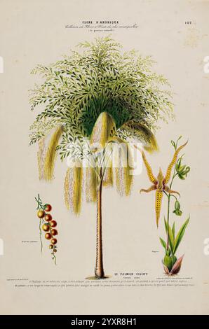 Flore d'Amérique, Paris, Gihaut 1843-1846, America, pictorial works, plants, This illustration showcases a variety of botanical specimens, prominently featuring a tall palm tree with a graceful, weeping crown of fronds. Alongside the palm, there are detailed depictions of various plants, including a cluster of small, round fruits resembling tomatoes and an elegant orchid with intricate floral patterns. Each specimen is meticulously rendered, highlighting the distinct characteristics of the plants, including their shapes, textures, and colors. The artwork is titled ''Flor d'Amérique, ' indicati Stock Photo