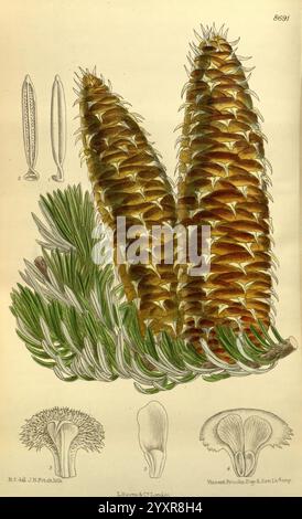 Curtis's Botanical Magazine, London, New York, botanical illustration, botany, periodicals, pictorial works, plants ornamental, Curtis, cone, The illustration showcases two detailed pine cones prominently positioned in the center, showcasing their intricate scales and natural contours. Surrounding the cones are botanical sketches highlighting various stages of pine cone development, including their floral structures. The lush green needles of the pine branch add a vibrant contrast, enhancing the overall depiction of this coniferous species. The careful attention to detail captures the essence Stock Photo