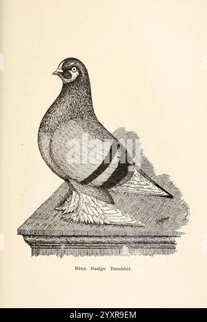 Pigeons and all about them. Boston, C.E. Twombly, [c1898]. Pigeons, Woods Hole,, A distinguished Blue Badge Tumbler pigeon stands majestically, showcasing its rounded body and elegant posture. The bird features a striking plumage with a prominent blue hue and distinct banding patterns across its wings. Its head, adorned with a unique facial pattern, exudes an air of dignity, while its robust stature highlights the breed's characteristic qualities. The soft, textured surface beneath it adds a natural element to the composition, drawing attention to the pigeon’s regal presence. This depiction ca Stock Photo