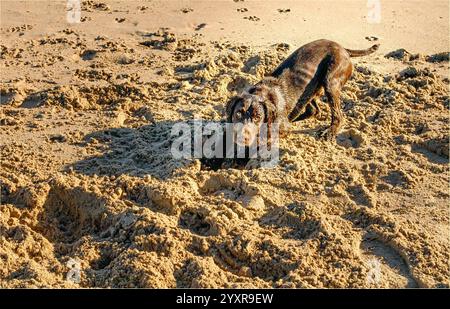 Miami, Tarragona, Spain - December 15th 2024 - Chocolate coloured working cocker spaniel digging in the sand Stock Photo
