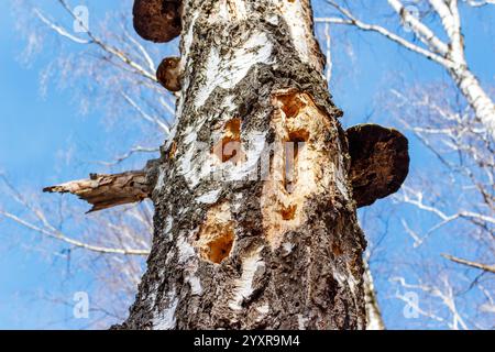 Holes on the trunk of a dry birch after the work of a woodpecker, searching for insects in wood Stock Photo