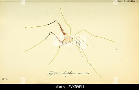 This illustration of arachnids from 'Die Arachniden' by Ernst Mayr ...