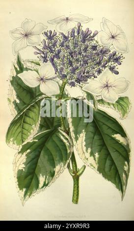 Flore, des serres et des jardins de l'Europe. A Gand, chez Louis van Houtte, éditeur, 1845-1880, A botanical illustration featuring a hydrangea plant. The composition showcases a cluster of delicate petals in shades of white and pale lavender, surrounding a vibrant central bloom composed of smaller purple flowers. The leaves are large and lush, exhibiting a rich green color with prominent veins and a slightly textured surface. The intricate details of both the flowers and leaves highlight the natural beauty and intricacy of this ornamental plant, capturing its elegance and charm in a botanical Stock Photo