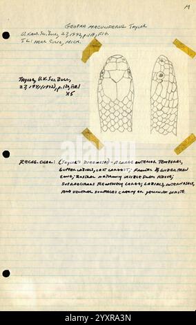Illustration of Snake Feeding Diary For Herpetologists