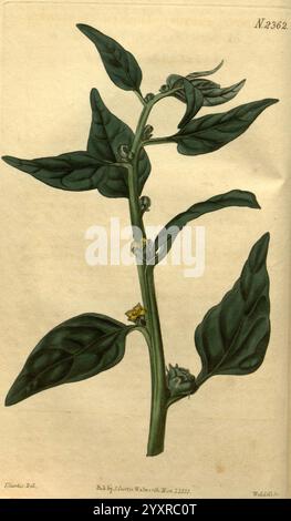 Curtis's Botanical Magazine London New York Botanical Illustration Botany Periodicals Pictorial Works Plants Ornamental Curtis John Curtis John Sims Australia Tetragonia expansa Tetragonia tetragonoides, A botanical illustration depicting a slender stem of a plant with broad, dark green leaves and small, delicate yellow flowers. The leaves are arranged symmetrically along the stem, showcasing their prominent veins and slightly serrated edges. Tiny buds are visible, hinting at new growth, while the overall composition emphasizes the plant's natural beauty and intricate details. This representat Stock Photo