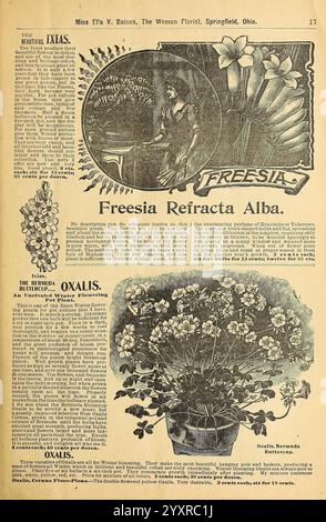 Bulbs, Roses, Plants of all kinds for winter blooming, Springfield, Ohio, Baines, 1901, Flowers, Seeds, Oxalis, Catalogs, Freesia, Plants ornamental, Bulbs, Plants, Trade catalogs, Seed industry and trade, Miss Ella V. Baines, Garden stories, In Bloom, An elegant botanical illustration showcasing the Freesia Refracta Alba, prominently displayed at the center with its elongated, delicate white flowers. Surrounding this central floral motif are detailed descriptions emphasizing their beauty and fragrance. At the top, the title ''Freesia'' is artistically rendered, while the page features additio Stock Photo