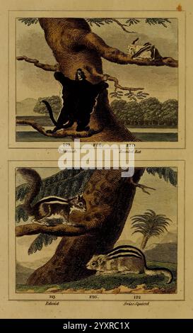 Buffon's, Natural history, London: Printed for the Proprietor and sold by H. D. Symonds, 1797-1807, squirrel, bat, natural history, taxonomy: family= Sciuridae, Chiroptera, taxonomy: tribe= Pteromyini, The illustration features two distinct panels depicting different animals in their natural settings. The upper panel showcases a bat perched on a branch, hanging upside down amidst a lush landscape, giving insight into its nocturnal lifestyle. Below, the lower panel presents a lively scene with two squirrels—one gracefully climbing a tree trunk while the other scampers across the ground. The det Stock Photo