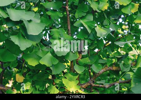 Ginkgo biloba bonsai tree. Ginkgo with green fan-shaped leaves in ...
