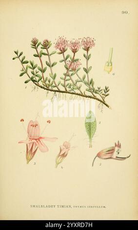 Billeder af Nordens flora, København, G.E.C. Gad, 1901-1903 [i.e. 1907], pictorial works, plants, Scandinavia., The illustration features a delicate botanical study of a flowering plant, specifically *Thymus serpyllum*, commonly known as creeping thyme. Central to the composition is a sprig showcasing its small, clustered pink flowers, accompanied by lush green leaves. Surrounding this primary depiction are detailed smaller illustrations Stock Photo