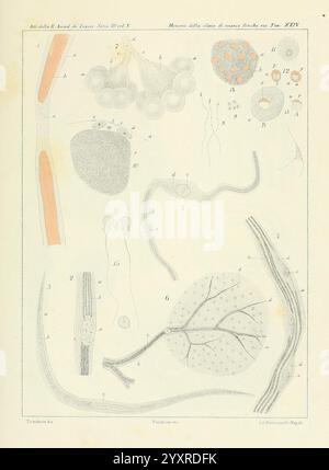 Æolididae famiglie affini porto di Genova Bologna Tipi Gamberini e Parmeggiani 1877-1881 italy genoa mollusks olividae, This illustration features a collection of scientific diagrams showcasing various cellular structures and biological forms. The arrangement includes several labeled figures, each representing different components such as cells, fibers, and other microscopic entities. Notable elements include a cluster of spherical shapes, reminiscent of cellular formations, alongside elongated structures that may represent nerve fibers or plant cells. Additional details highlight intricate pa Stock Photo