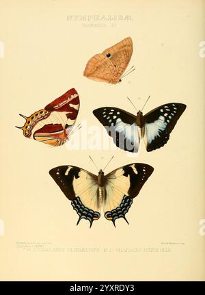 Illustrations of new species of exotic butterflies, London, John Van Voorst, 1856-1876, butterflies, lepidoptera, speciation, pictorial works, geographical distribution, William Chapman Hewitson, Charaxes clitarchus, Charaxes pithodoris, William Chapman Hewitson, The illustration showcases a collection of four distinct butterfly species, each beautifully detailed. The upper left butterfly displays vivid patterns in shades of orange and brown, characterized by intricate markings along the wings. Adjacent to it, the upper right showcases a striking blue and black butterfly, featuring bold contra Stock Photo
