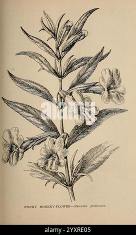 The wild flowers of California, San Francisco, Payot, Upham, & Company, 1902. California, Wildflowers, Mimulus aurantiacus, The illustration showcases the Sticky Monkey Flower, scientifically known as Mimulus glutinosus. This plant features elongated, lance-shaped leaves that are arranged oppositely along the stem, giving it a lush appearance. The delicate flowers, characterized by their trumpet-like shape, exhibit five petals with slight ruffles at the edges. The coloration of the blossoms ranges from yellow to orange, attracting pollinators. The overall structure of the plant suggests a thri Stock Photo