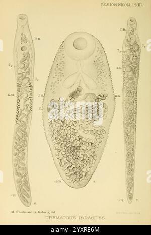 Proceedings of the Zoological Society of London, London, Academic Press, zoology, periodicals, A detailed illustration of trematode parasites, showcasing their distinctive morphological features. The image includes labeled sections indicating various anatomical parts, such as the scolex, reproductive structures, and body segmentations. The intricacies of the parasites’ anatomy are highlighted, emphasizing their complex forms and life cycles. The depiction contributes to the understanding of parasitology and the biological characteristics of these organisms. Stock Photo