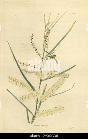 The Botanical Cabinet London John Arthur Arch 1817-1833.jpg, A botanical illustration featuring the Acacia linearis plant. The artwork displays slender green leaves that are elongated and arranged in an elegant manner. Prominent floral spikes are depicted, showcasing clusters of small, white flowers that add a delicate touch to the composition. The overall layout highlights the unique structure of the plant, emphasizing both its foliage and flowering characteristics, providing a detailed representation of its natural beauty and form. Stock Photo