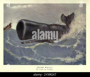Sperm Whale Physeter Macrocephalus Captures Giant Squid Architheutis sperm-whale-physeter-macrocephalus-captures-giant-squid-architheutis