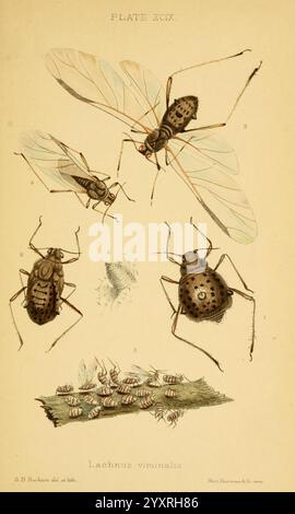 Monograph of the British aphids London, 1876-83. Aphids Great Britain ...