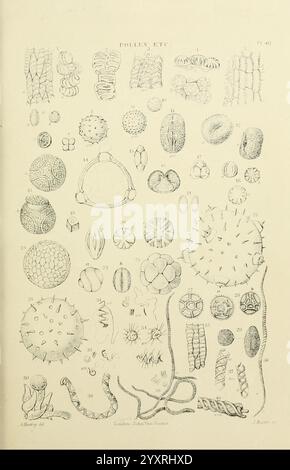 The micrographic dictionary, London, J. Van Voorst, 1883, dictionaries, microscopes, microscopy, natural history,, An intricate scientific illustration showcasing a diverse array of pollen and other microscopic structures. The composition features a variety of shapes and patterns, including spherical, elongated, and angular forms. Each specimen is meticulously numbered, reflecting a systematic study of these organisms. Various textures, such as spiky, smooth, and ribbed surfaces, are depicted, highlighting the complexity and diversity of pollen grains. The arrangement suggests a scholarly refe Stock Photo