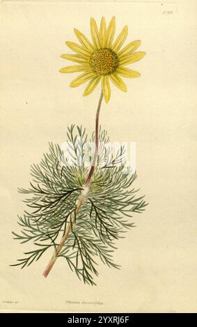 The botanical cabinet, London, John & Arthur Arch, 1817-1833, Othonna abrotanifolia, The illustration features a vibrant yellow flower with broad, elongated petals radiating from a central, textured disk. The flower rises above a delicate, feathery green foliage that showcases finely divided leaves, adding a soft, almost lacy appearance. Each leaf appears to be intricately detailed, enhancing the natural beauty of the plant. The composition captures the essence of this species, elegantly highlighting both the striking flower and its graceful leaves. Below the image, the botanical name is noted Stock Photo