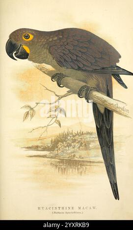 The speaking parrots: London, L.U. Gill 1884. parrots, talking birds, Anodorhynchus hyacinthinus,, A detailed illustration of a Hyacinthine Macaw perched on a branch. The bird is depicted with a predominantly dark plumage featuring a striking yellow patch near its eye. Its long tail feathers extend gracefully, complementing its robust body. The background presents a serene landscape, featuring soft, blurred outlines of trees and possibly water, enhancing the focus on the macaw. The bottom of the image includes the scientific name ''Anodorhynchus hyacinthinus, ' elegantly inscribed, indicating Stock Photo