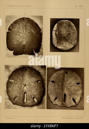 Revision of the Echini Cambridge [Mass.], University Press, 1872-1874, classification, echinodermata, sea urchins, museum of comparative zoology., This illustration features four distinct specimens of sand dollars, specifically represented in varying orientations. The top left showcases a sand dollar with a smooth surface and distinct petal-like markings radiating from the center. The top right presents another specimen, highlighting a more intricate pattern along the edges. The bottom left zooms in on the texture and structure, emphasizing the fine details and design. Lastly, the bottom right Stock Photo