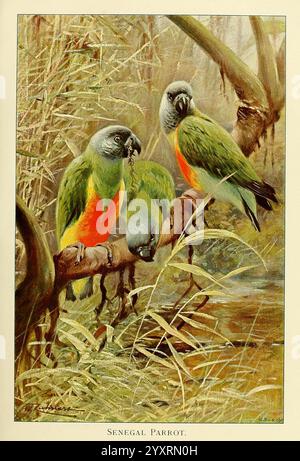 Wildlife of the World, London, F. Warne and Co, 1916, zoology, parrot, Friedrich Wilhelm Kuhnert, Richard Lydekker, birds, ornithology, Poicephalus senegalus, Senegal parrot, A trio of Senegal parrots perched on a slender branch, surrounded by lush greenery. Their vibrant plumage features striking shades of green, accented by hints of orange on their chests. The background reveals a tranquil, natural setting, suggesting a peaceful habitat. The parrots appear alert and engaged, likely observing their surroundings in this serene environment. Stock Photo