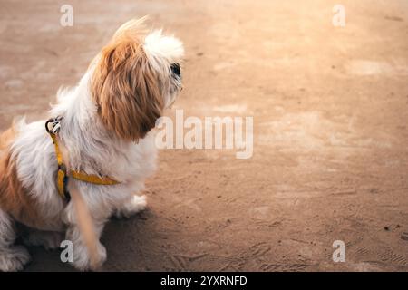 A small Shih Tzu dog with a yellow leash is sitting on the ground. The dog is looking up at something in the distance. Pets concept. Stock Photo