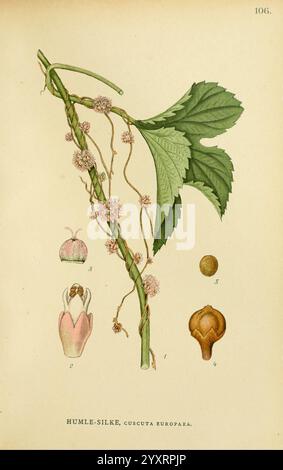 Billeder af Nordens flora, København, G.E.C. Gad, 1901-1903 [i.e. 1907], pictorial works, plants, Scandinavia, The illustration features a detailed representation of the plant Cuscuta europaea, commonly known as common dodder. The central focus is a slender, twining stem adorned with delicate clusters of small flowers. To the left, there are individual drawings of various parts of the plant: a flower in full bloom, a partially opened flower, and a fruit depicted in different stages. These elements are accompanied by a detailed depiction of a seed, showing its distinct shape and texture. The ar Stock Photo